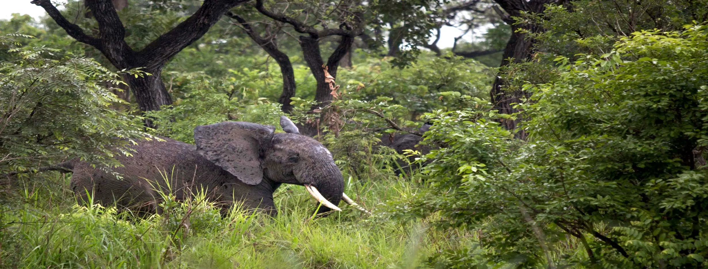 Image for Garamba Safari